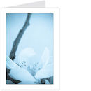 apple blossom 2