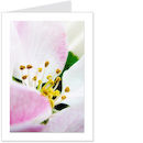 apple blossom 3
