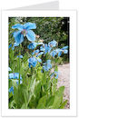 blue poppies