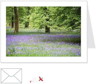 bluebells 1<br>FLOW:001