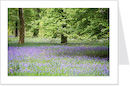 bluebells 1