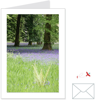 bluebells 2<br>FLOW:1003