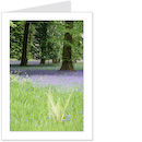 bluebells 2