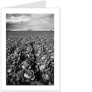 cabbage field
