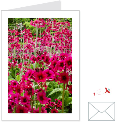 red primulas<br>FLOW:1002