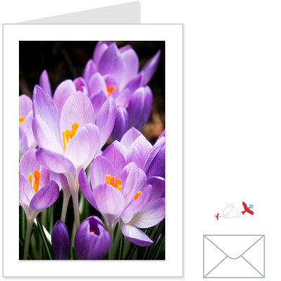 crocuses<br>FLOW:1004