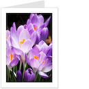 crocuses