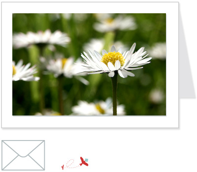 daisies<br>FLOW:003
