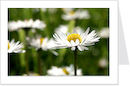 daisies