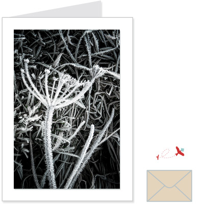 frosted grass<br>CLOS:1001