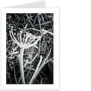 frosted grass