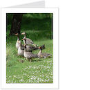 goose family