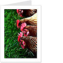 happy hens