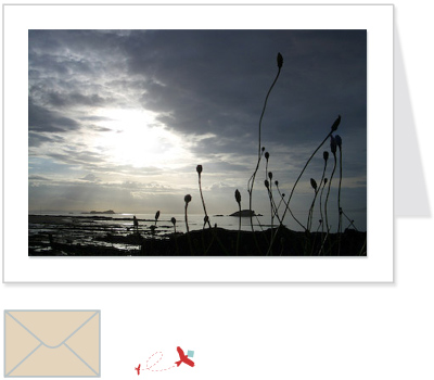 island grasses<br>ELFI:003