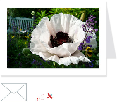 white poppy and bee<br>FLOW:002