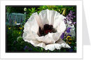 white poppy and bee