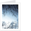 reflected trees 1