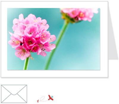 sea pinks<br>FLOW:004