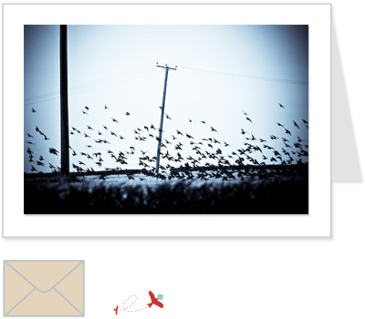 telegraph crows<br>ELCN:001
