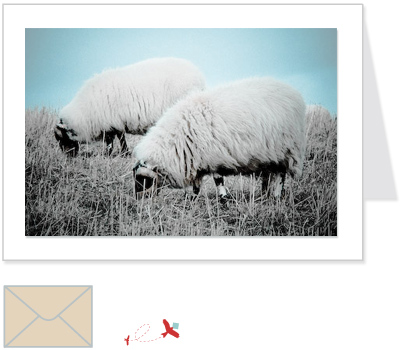 two sheep<br>CNAN:001