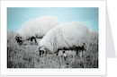 two sheep