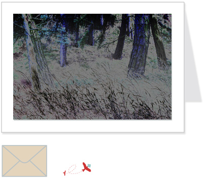 wild woods<br>CNTR:003