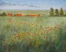 Poppies near Burnham