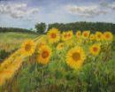 Sunflowers at Glandford