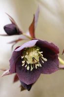 Dark Purple Hellebore