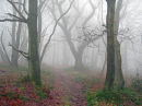 Enchanted Wood