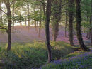 Spring Dawn
