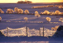 Golden Winter