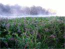 Vaalrivier    