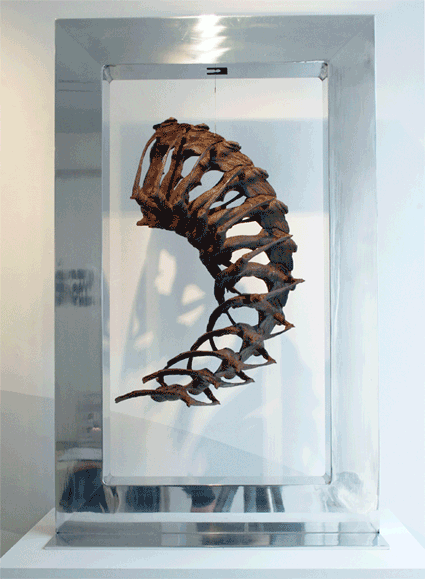 Synaptic ammonite torso