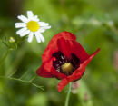 Poppy & Daisy
