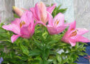 The Painted Lilies