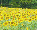 A Field of Sun 
