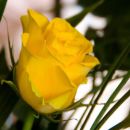 A Yellow Rose Of… 