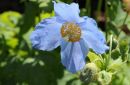 Poppy so Blue