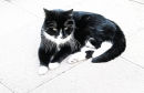 Black & White Cat