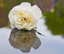 My Lady of Shalott