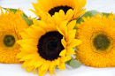 A bunch of sunshine