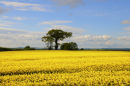 Rapeseed Field, Shropshire