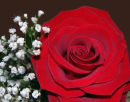 Valentine Rose
