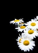 Daisies DOF