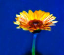 Daisy Electric