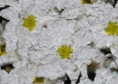 Daisy Crumble