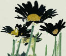 Dark Daisies