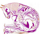 Fantasy Horse