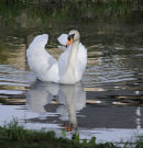 Glide a White Swan